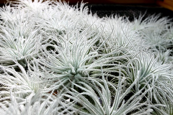 Tillandsia tectorum