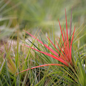 Lumière sur Tillandsia tricolor : image à la une