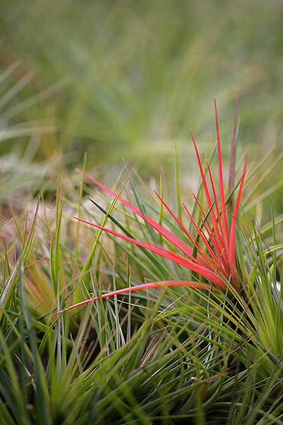 Tillandsia tricolor melanocrater