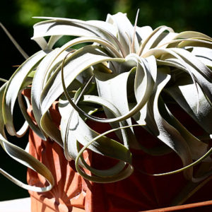 Lumière sur Tillandsia xerographica : image à la une
