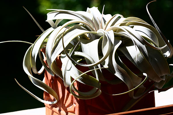 Tillandsia xerographica