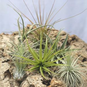 10 anecdotes autour des Tillandsia : image à la une