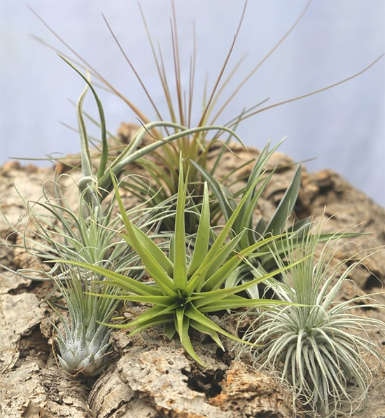 Tillandsias