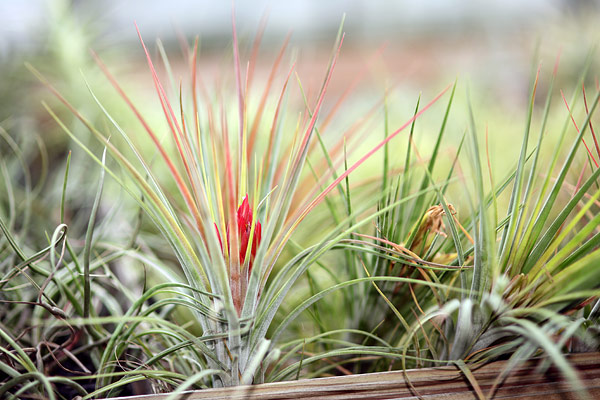 Les Tillandsias s'adaptent à des conditions très variées dans la nature... mais n'ont pas réussi à étendre leur aire de croissance.