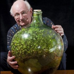 Tradescantia une plante pas comme les autres… : image à la une