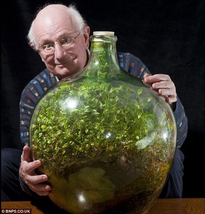 Tradescantia-fluminensis