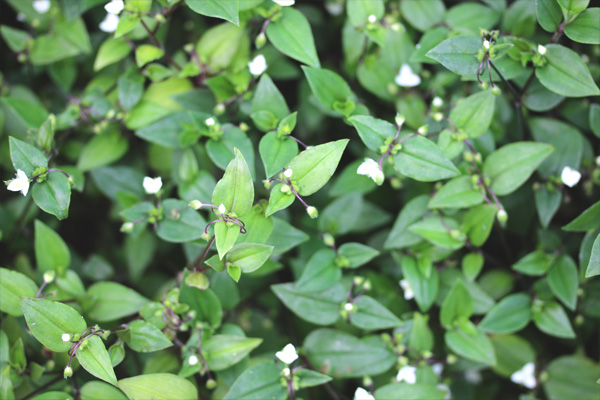 Tradescantia fluminensis en floraison