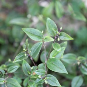 Tradescantia