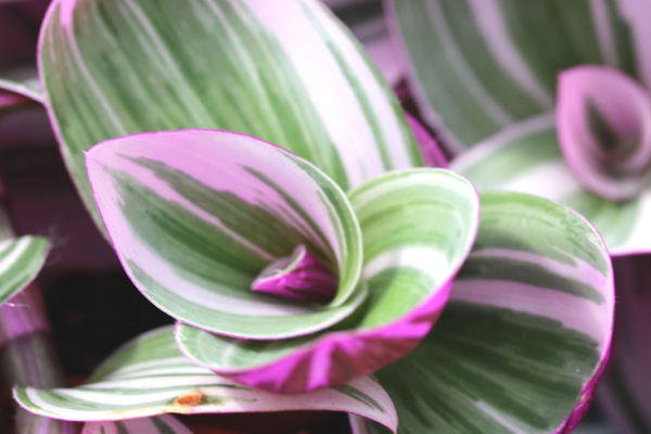 Magnifique et facile à bouturer : tradescantia nanouk