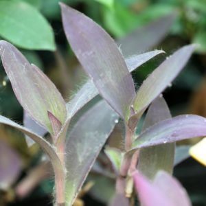 Tradescantia
