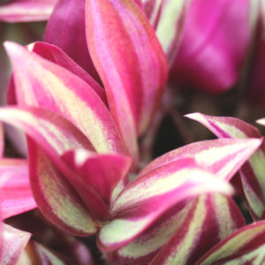 Tradescantia : Mieux les connaître : image à la une