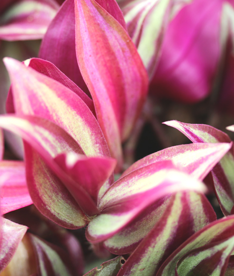 Tradescantia zebrina pourpre, une des nombreuses représentantes étonnante de cette grande famille