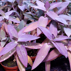 Portrait de Tradescantia pallida : image à la une