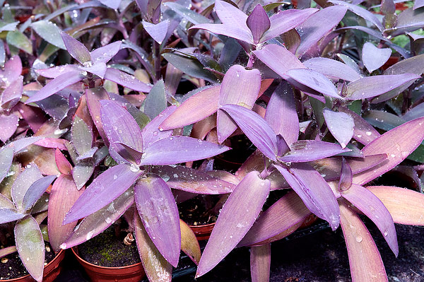 Tradescantia pallida (misère pourpre)