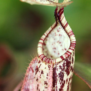 La faune qui profite des Nepenthes : image à la une
