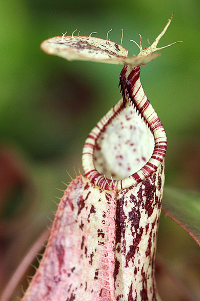 Urne de rafflesiana gigantea