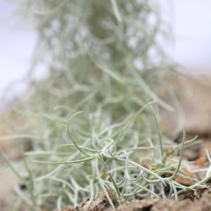 Tillandsia