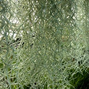 Lumière sur Tillandsia usneoides : image à la une