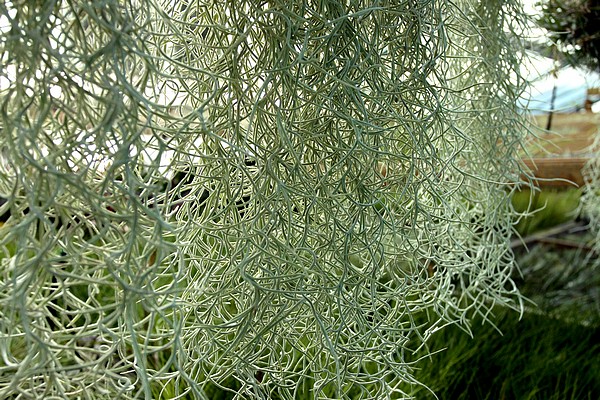 Tillandsia usneoides suspendus