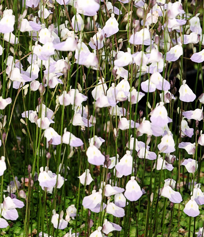 Utricularia livida, fleurs par dizaines