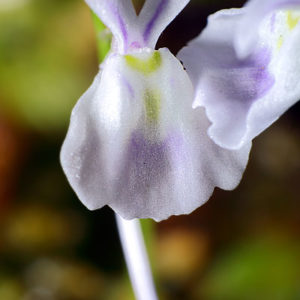 Zoom sur Utricularia sandersonii : image à la une