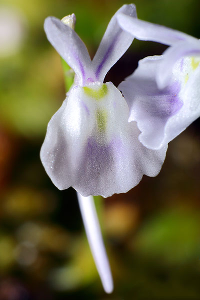 Utricularia sandersonii