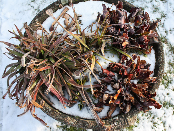 Sarracenia dans une vasque gelée…
