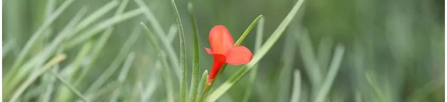 Fleur rouge vif de Tillandsia entourée de feuilles filiformes argentées