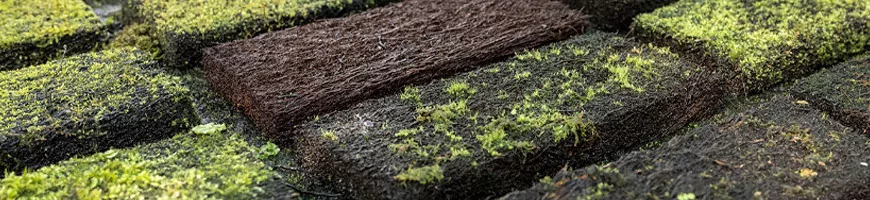 Plaques de xaxim et mousse naturelle pour culture de plantes épiphytes et carnivores