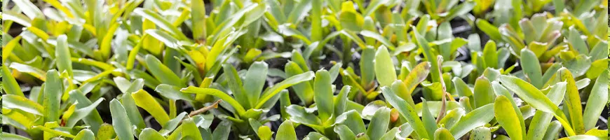 Rosettes de Neoregelia vert tendre en culture, plantation dense