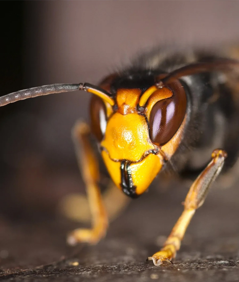Frelon asiatique, Vespa velutina